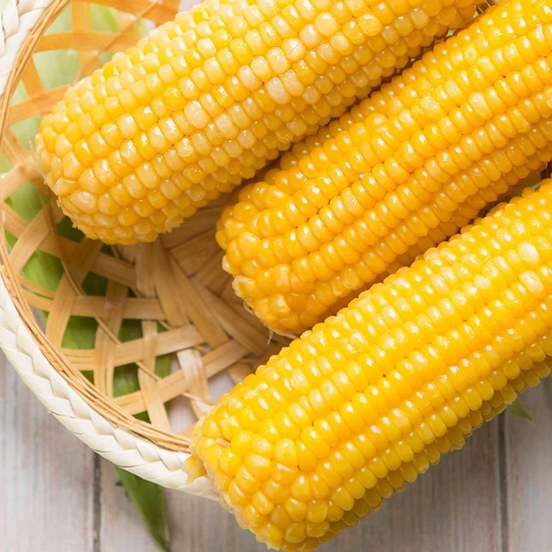 Yellow Corn Yellow Maize Product of China