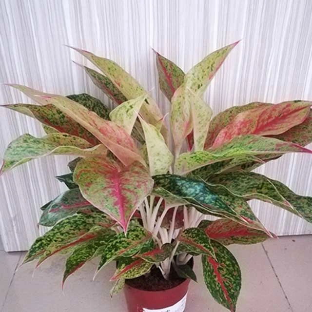 Ornamental Plant Bonsai of Aglaonema Yanhua Spp Live Plants