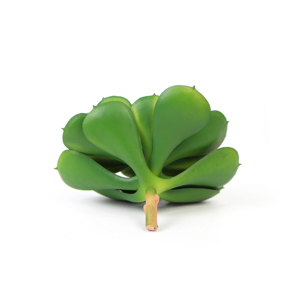 Wholesale/Supplier Eco-Friendly Office Decorative Natural Plants Succulent for Indoor