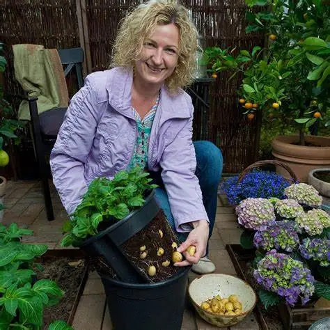 Runder Bataeimer für Kartoffelblume Schwarz Landwirtschaft Gewächshaus Indoor Garten Kunststoff Topf