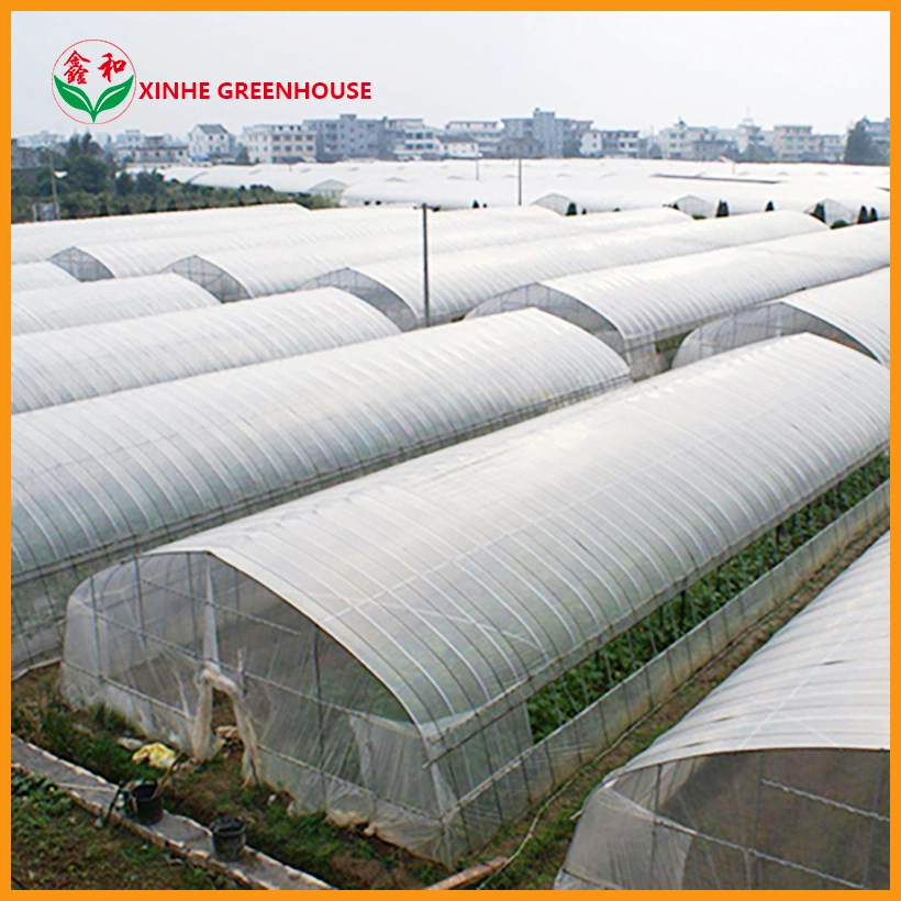 Plastic Greenhouse with Hydroponics System for Vegetables