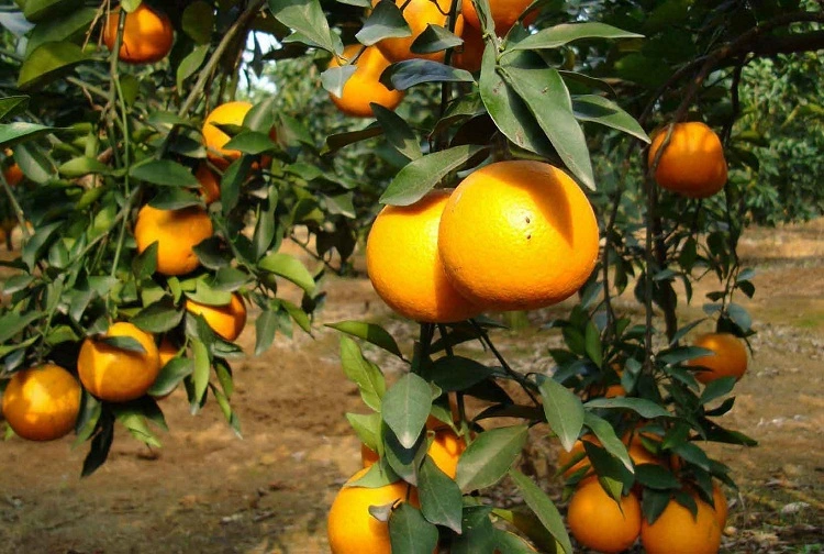 Natural Orange Flavour Powder/Orange Flavor Powder/Orange Drink Powder