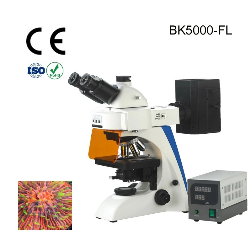 Alltion Microscope Multi-Viewing Educational Teaching Fluorscent Microscope for Low Price