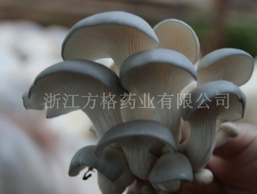 Pleurotus ostreatus poudre; Mushroom comestible et médicinal; No. 1Ecal Environment County