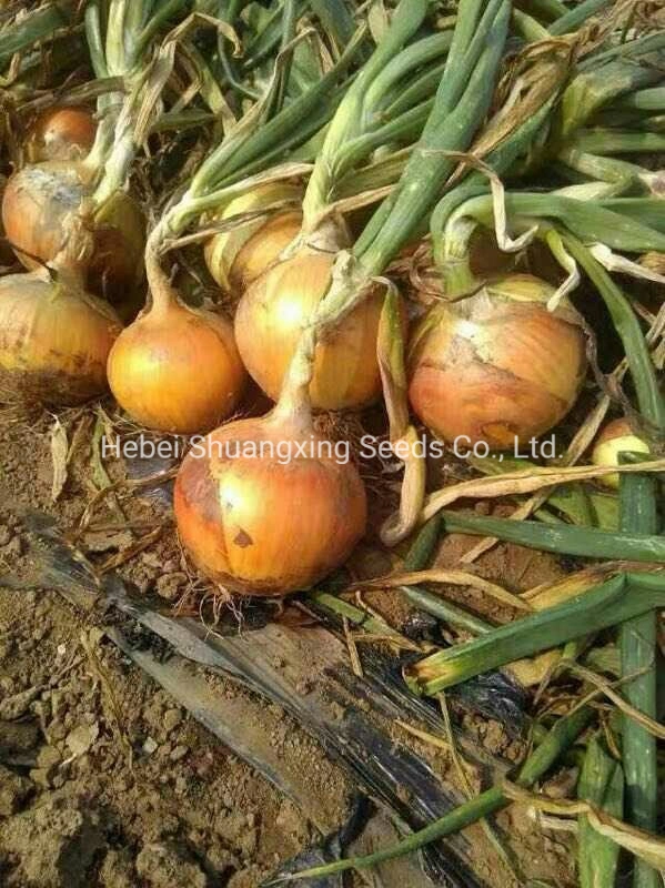 Heat Resistant Hybrid Yellow Onion Seeds for Plant