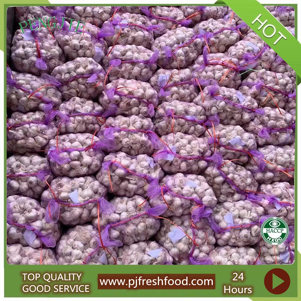 Good Quality New Crop Fresh Garlic Normal White Garlic and Pure White Garlic