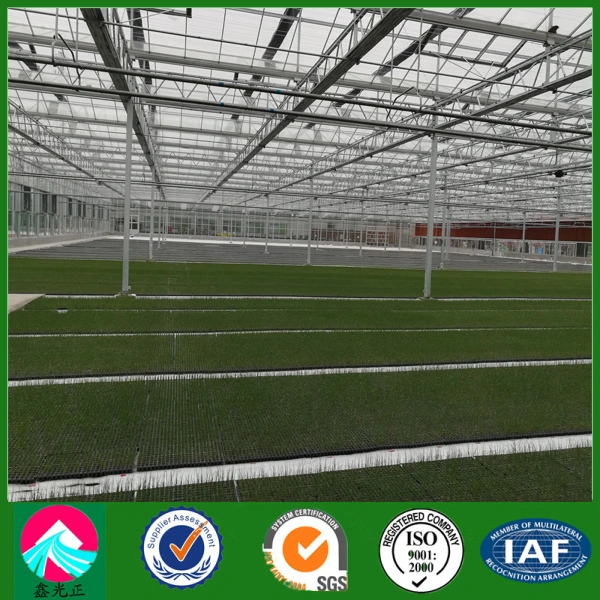 China Supplier Multi-Span Glass Greenhouse