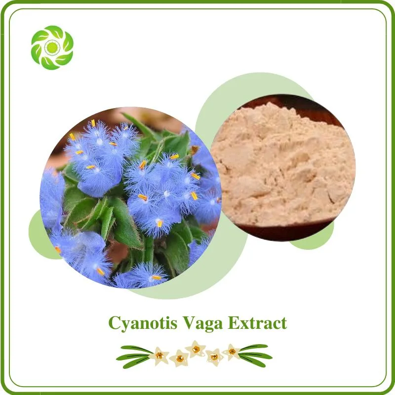 World Well-Being Biotech Natural Cyanotis Vaga Extract with 10-98% Beta-Ecdysterone for Supplement