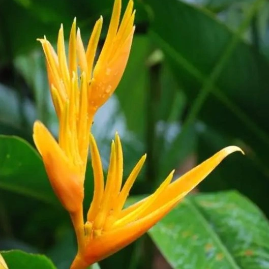 Heliconia Subulata plantas Real