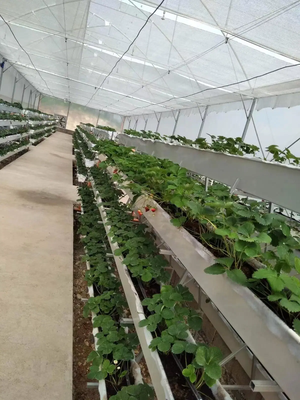 Advanced Strawberry Hydroponic Greenhouse Systems Vertical Farming Vegetable Gutter System