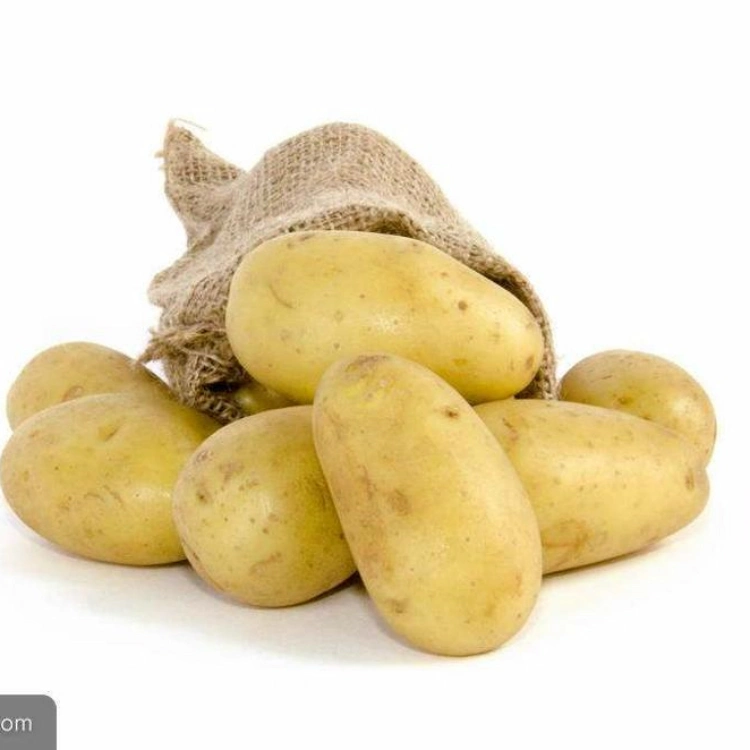 New Crop Fresh Yellow Bag Mesh Style Packing Gansu Potato Wholesale/Supplier