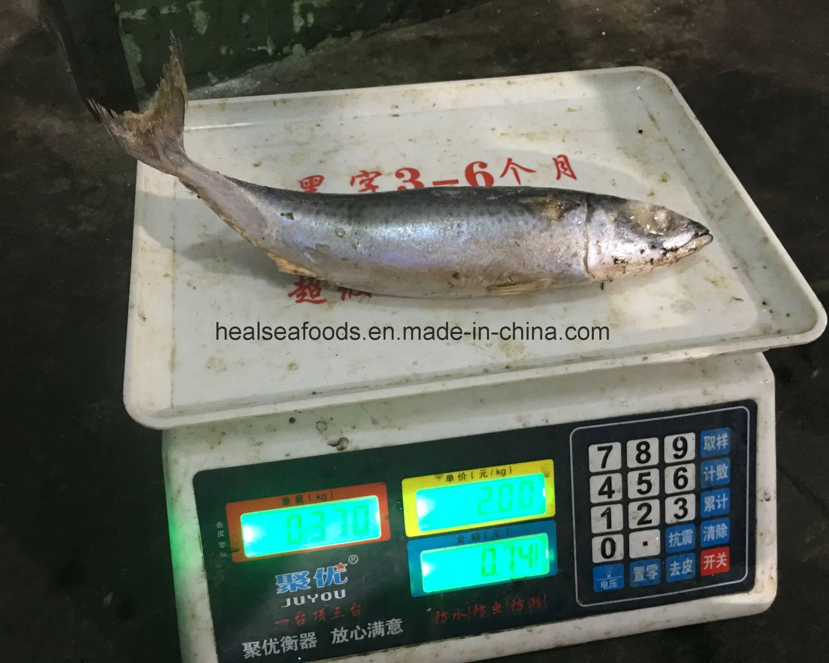 Zona del mar Chino atrapado Caballa congelados de pescado