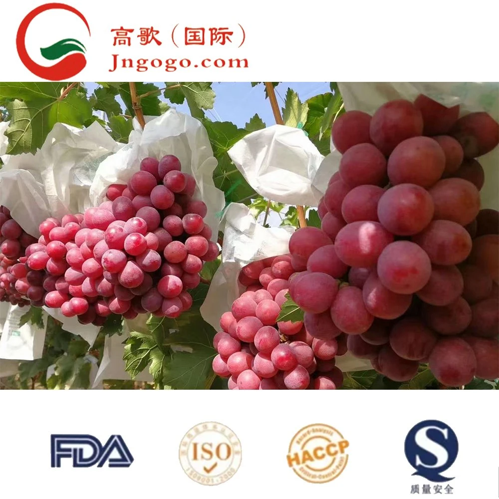 Hot Selling Lowest Price China Fresh Fruit Vitamin Rich Red Globe Grape