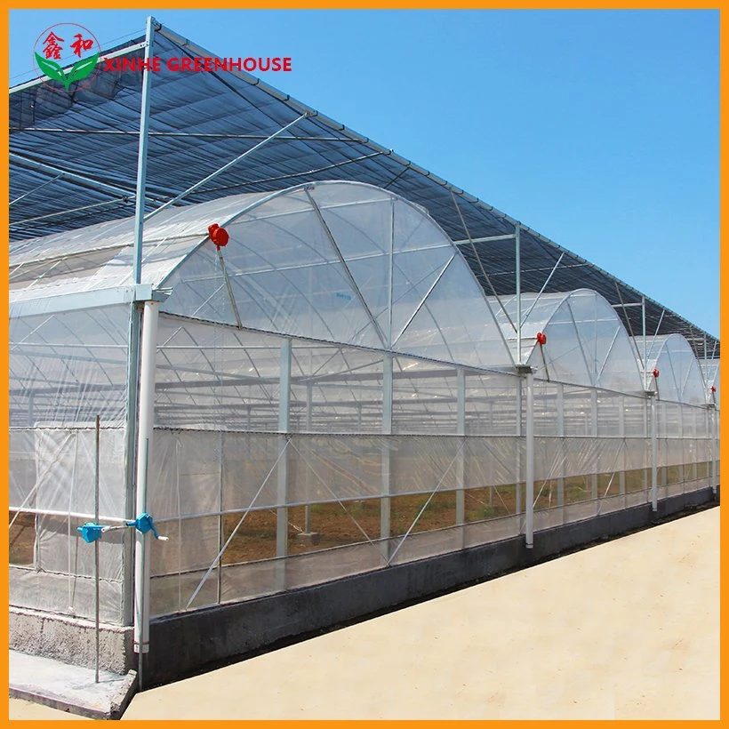 Plastic Film Hydroponics System Greenhouse for Vegetables