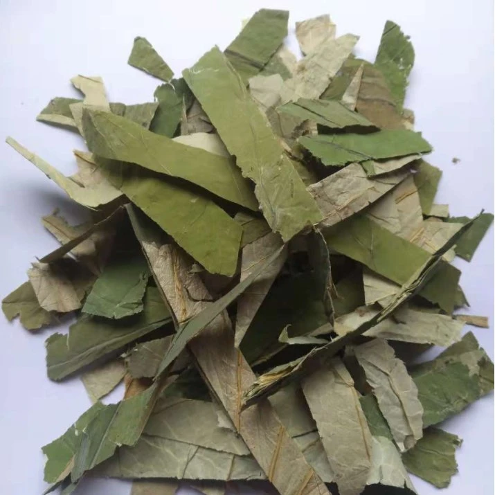 Pure Natural Super Dry Lotus Leaf Tea Selected Green Lotus الأوراق