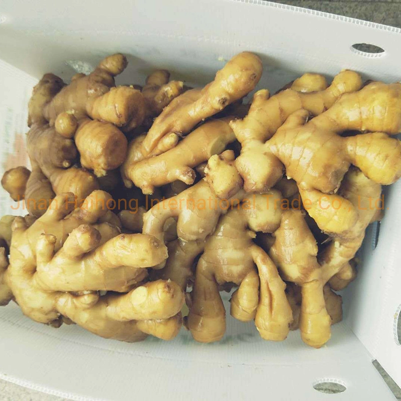 Supply Fresh Dried Semi Dry or Full Dry Ginger From China