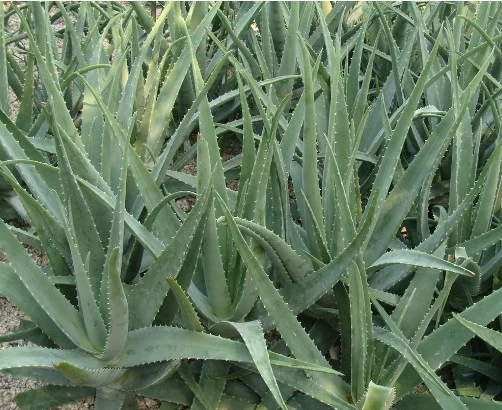 Garantía de Comercio de alta calidad barato Barbadensis Miller Aloe Vera Extracto