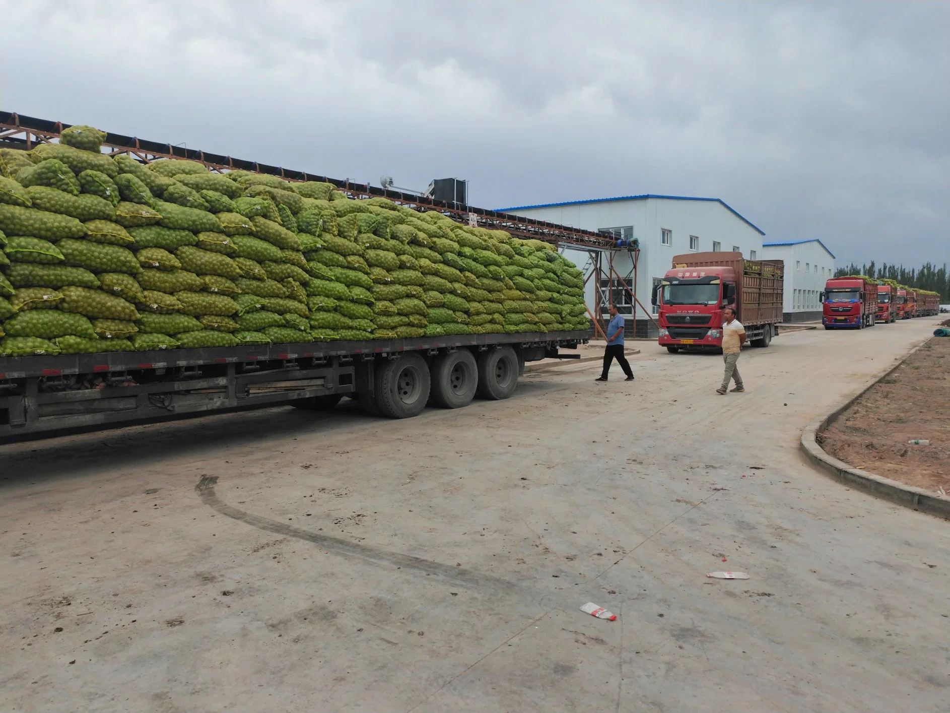 Top Quality Wallnut Wholesale Paper Raw 185 Walnut Bulk Price Big Walnuts in Shell