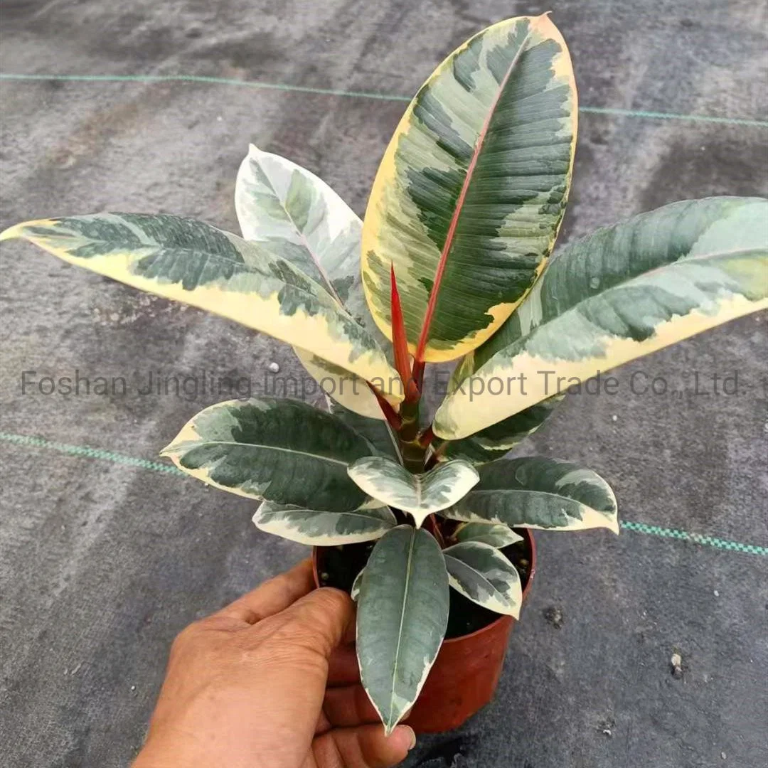 Ficus Tineke Rubber Tree Tray Seedling Live Plant Nursery