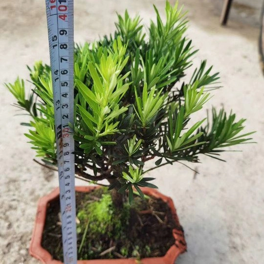 Natural Real High quality/High cost performance  Small Podocarpus Macrophyllus Bonsai of Black