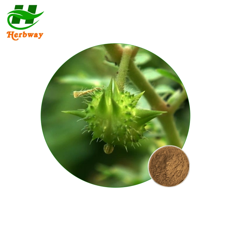 Herbway Plant Extract Free Sample Tribulus Terrestris Extract Saponins Powder for Men Health Supplement