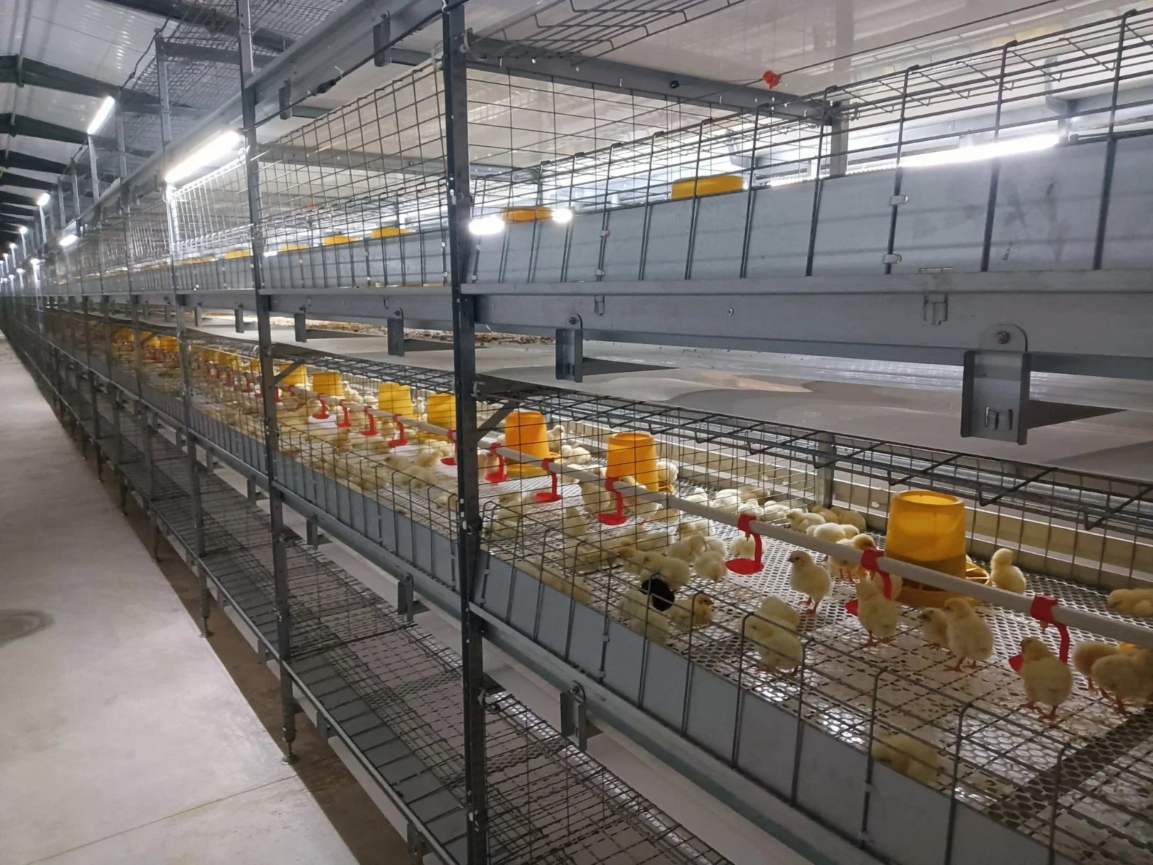 L'élevage de volaille Cage automatique de matériel agricole Système d'alimentation pour les poulets à griller