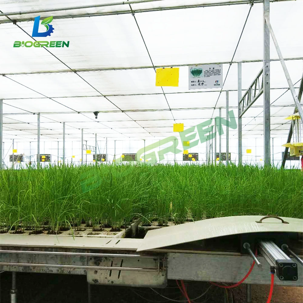 Lujo comercial planta automatizada el cultivo hidropónico de vidrio templado de la Casa Verde Multi-Span Agri