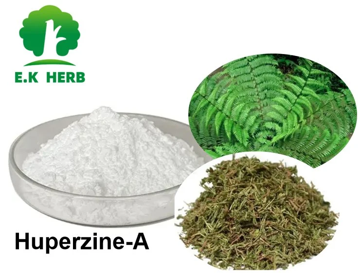 E.K Herb Factory Pharmaceutical Materials Hight Quality Health Supplements Huperzia Serrata Leaf Extract Powder 102518-79-6 Huperzine-a Huperzia Serrata Extract