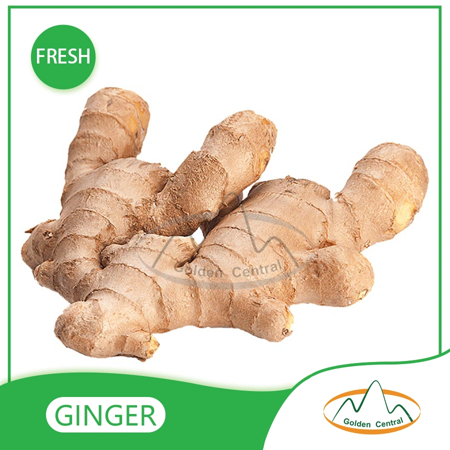 Wholesale/Supplier Organic Fresh Ginger in Best Cheap Price