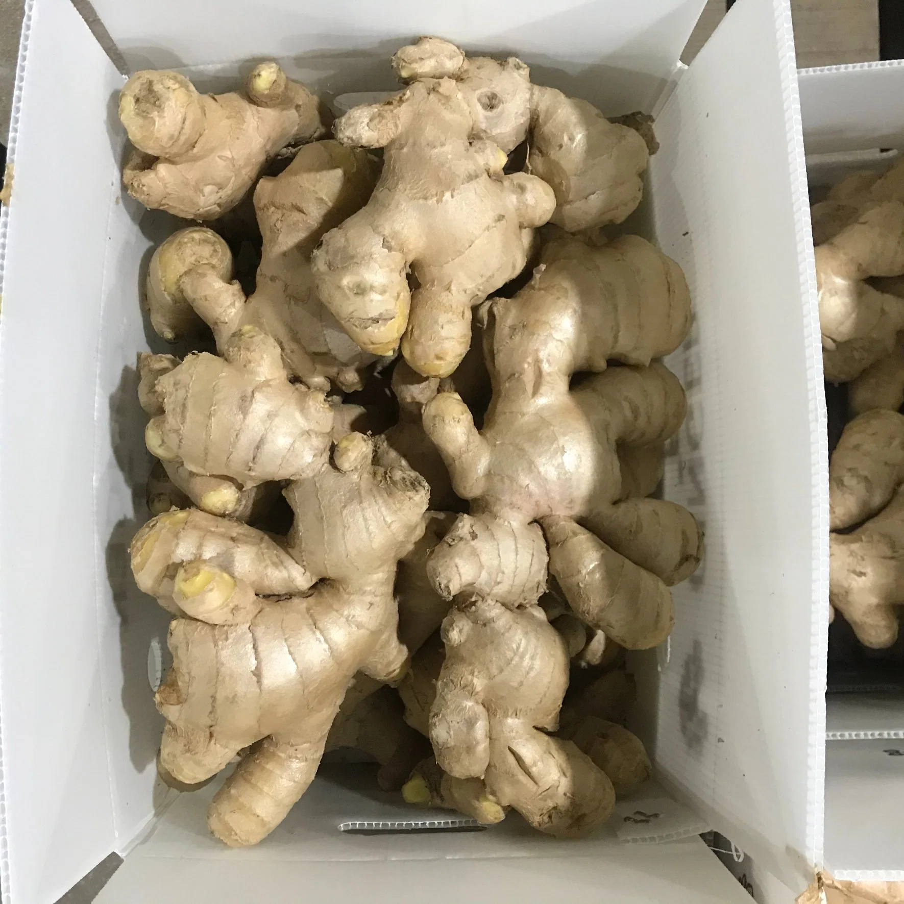 Chinese Highest Euro Quality Standard Factory Air Dried Ginger