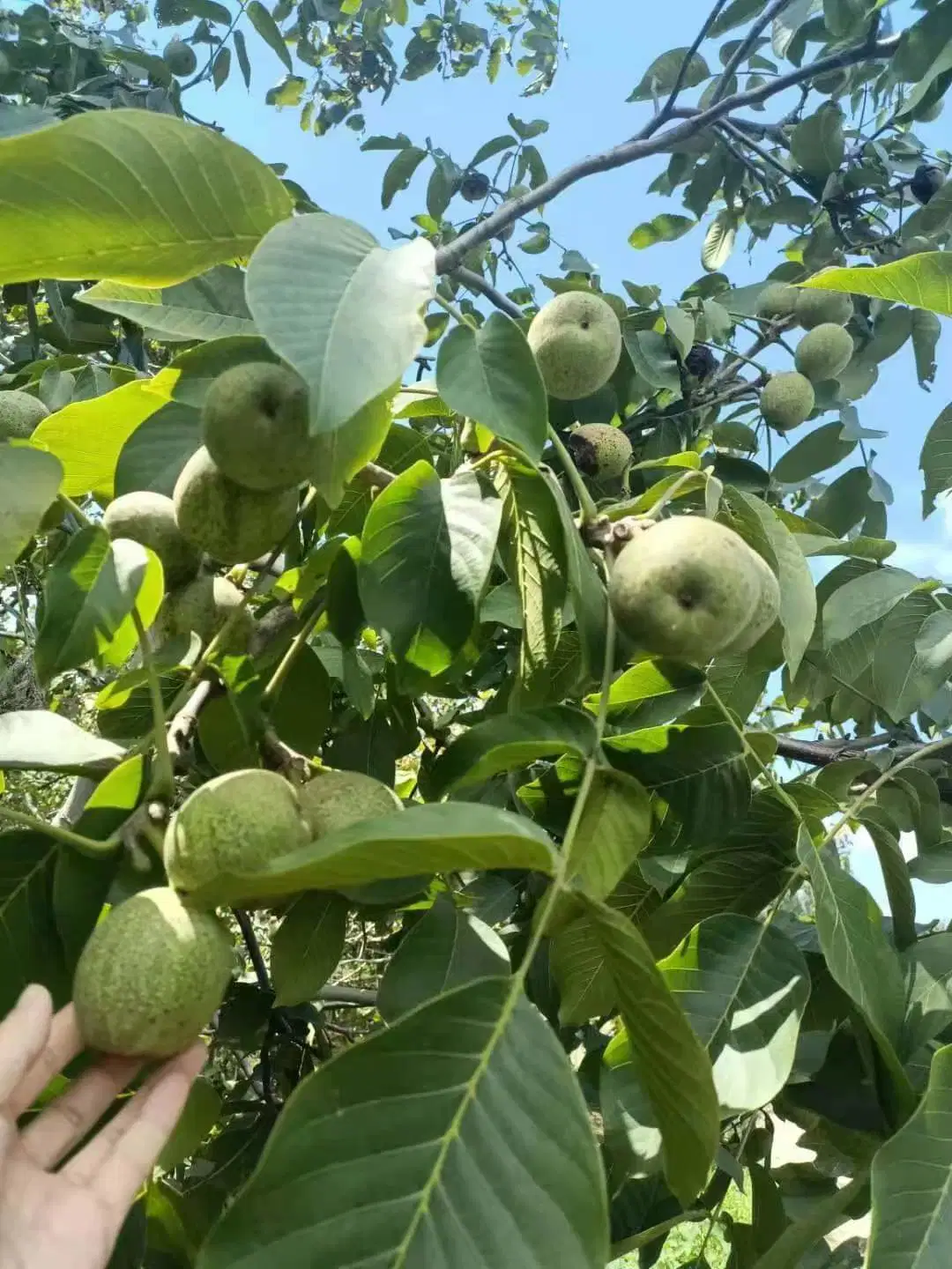 Chinese 2023 New Crop 185 Walnuss Inshell bereit für den Einstieg Der Markt