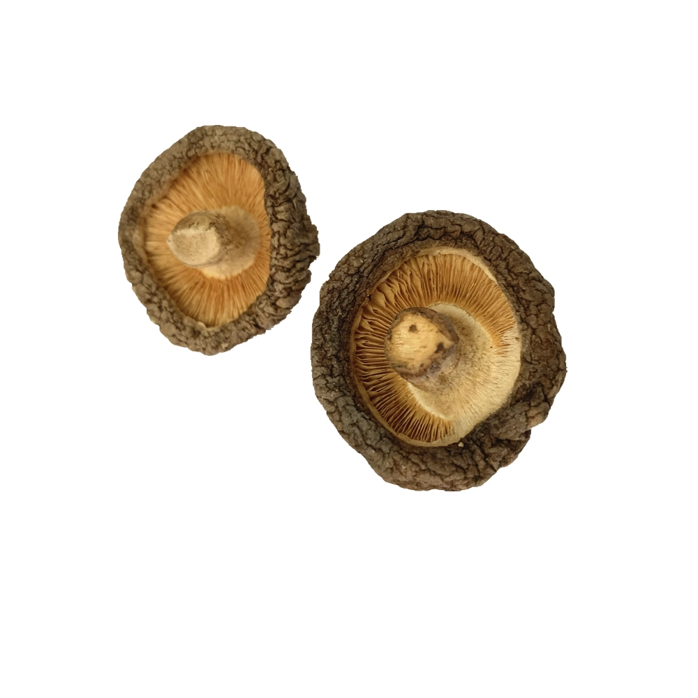 Deshidratado Shiitake setas champiñones rodajas de champiñones Champignon