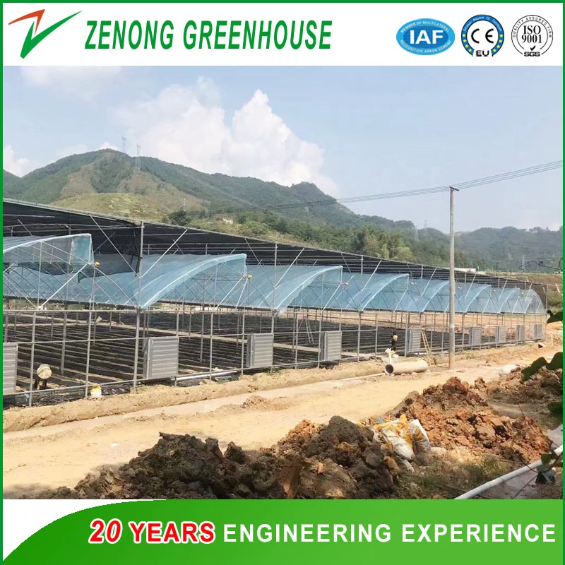 Economical Poly Tunnel Film Greenhouse with Zenithal Roof for Better Ventilation for Southeast Asia Countries/Malaysia for Lettuce/Nft Hydroponics