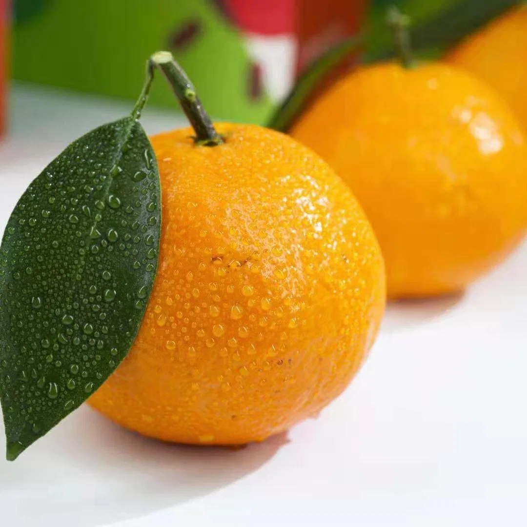 Manufacturer Halal Kosher 100% Natural Citrus Bioflavonoids Hesperidin Citrus Aurantium Extract