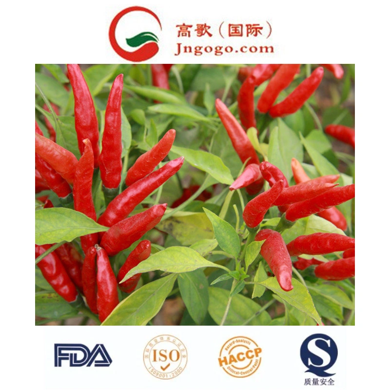 Factory Directly Sale Dry Hot Chili Yidu with Best Quality