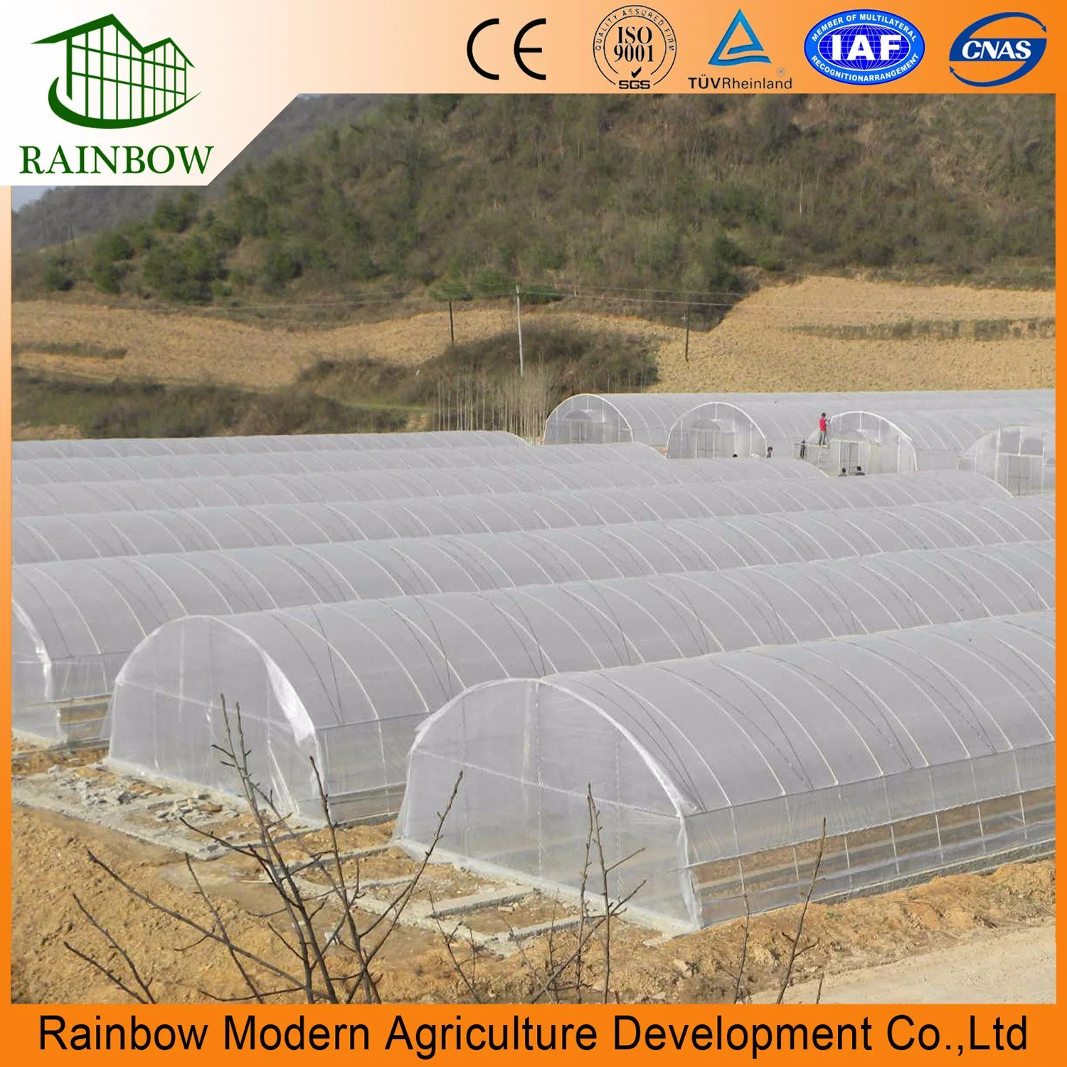 Strawberry Single Span Film Agriculture Greenhouse