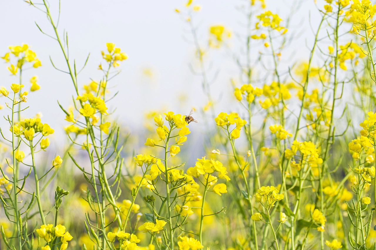 Fabricante de productos químicos agrícolas Haloxyfop-P-bromuro de 10,8% ce herbicida.