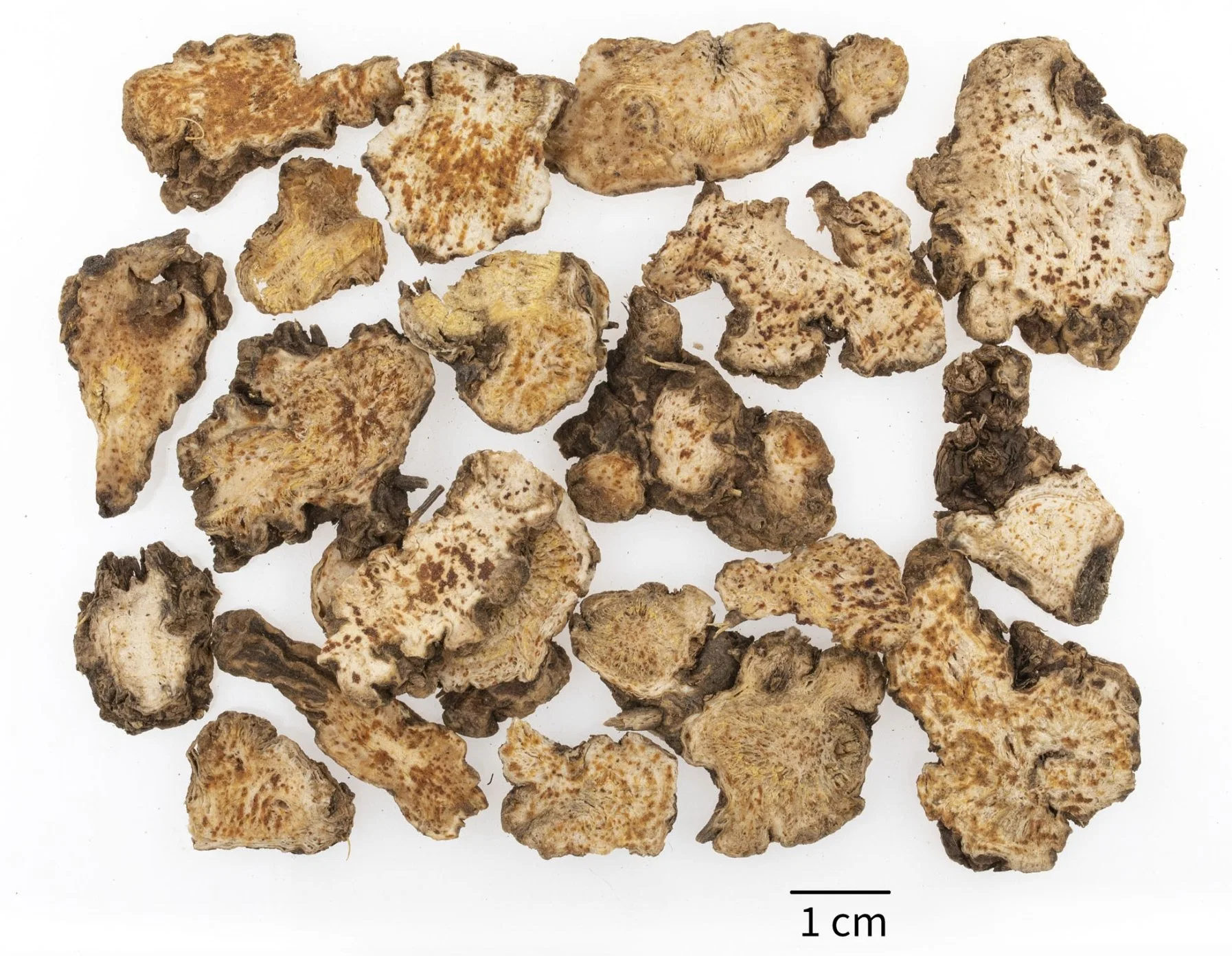 Atractylodes Lancea (Rhizom) pflanzliche Rohstoffe hergestellt traditionellen chinesischen Kräutertee Medizin Virus