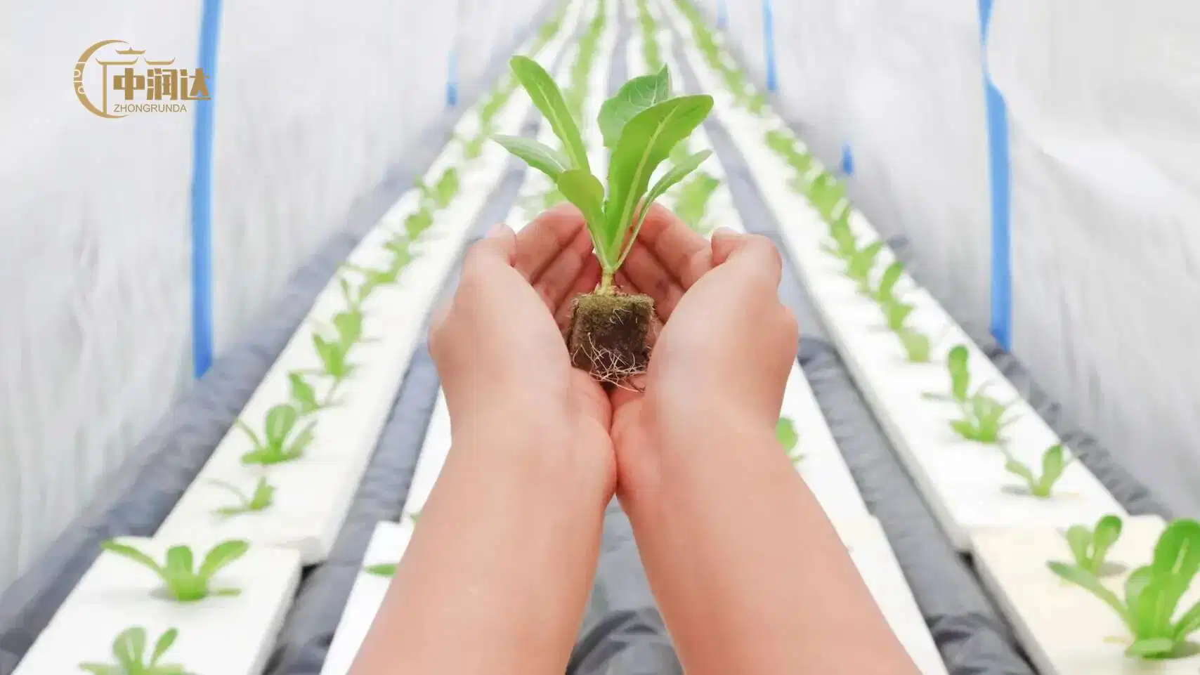 Sistema acuaponico hidropónico Medios de cultivo vertical Rock bloques de lana cubos