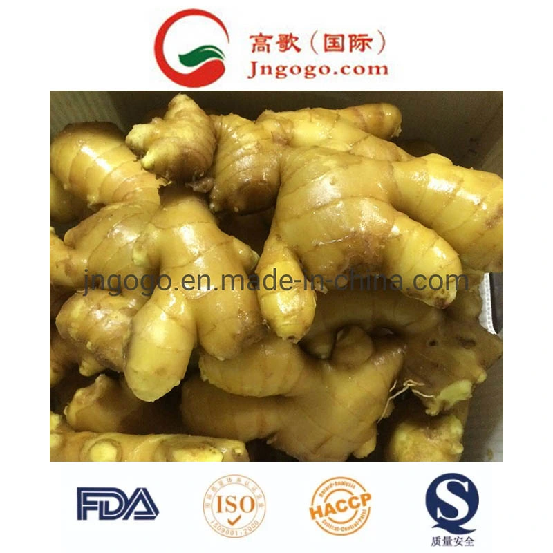 Shine Yellow Colour Fresh Ginger (100g-150g)