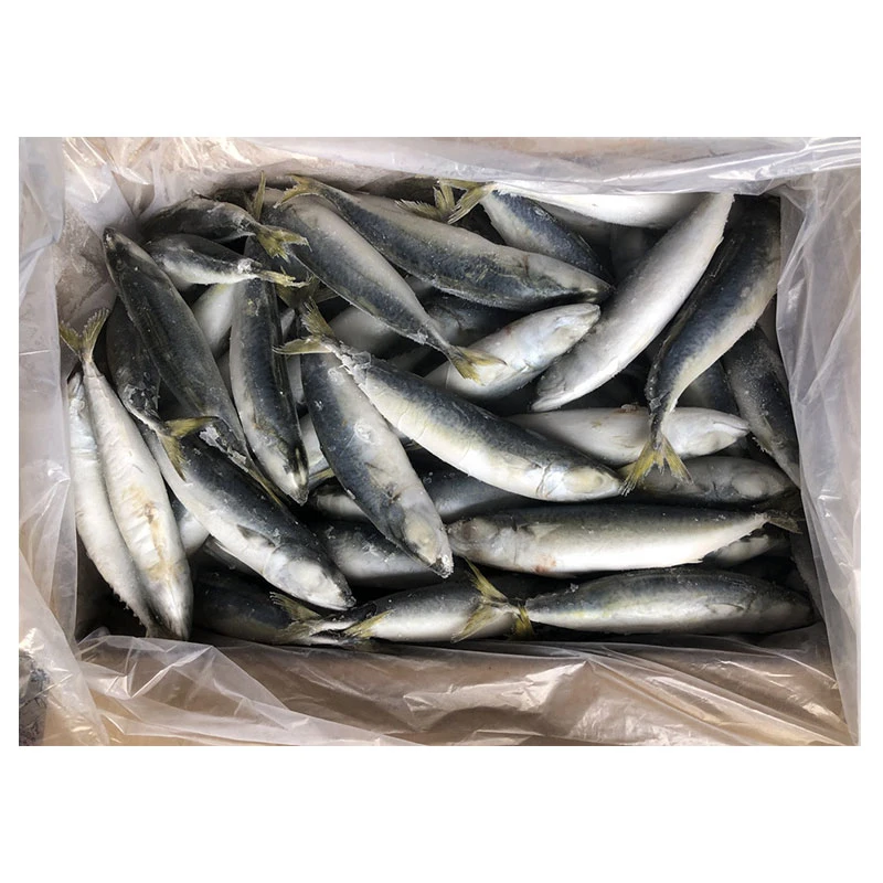 Gefrorener Makrele Pacific Cheap Price 80-100g IQF Frozen