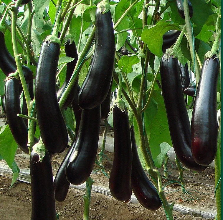 High Quality and High Yield Purple Eggplant Seeds