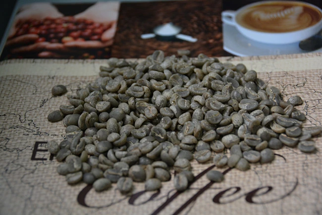 Café tostado en grano verde Arábica Café granos de café orgánico para la alimentación