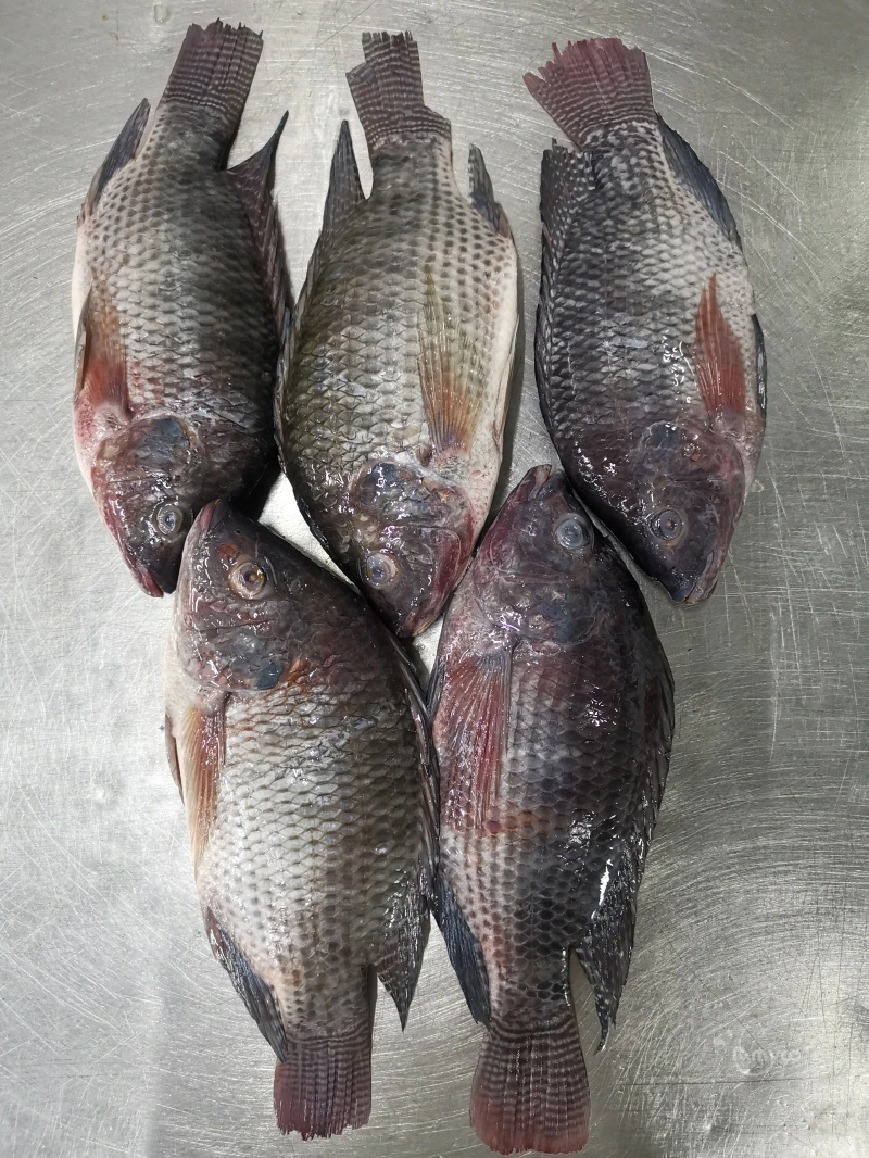 Frozen Tilapia Fillet Fish Sea Food