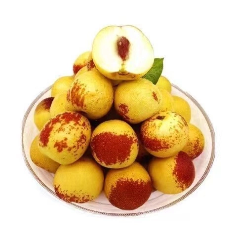 High quality/High cost performance Chinese frutas frescas especiais jujujube / doce doce Dongzao fresco Datas