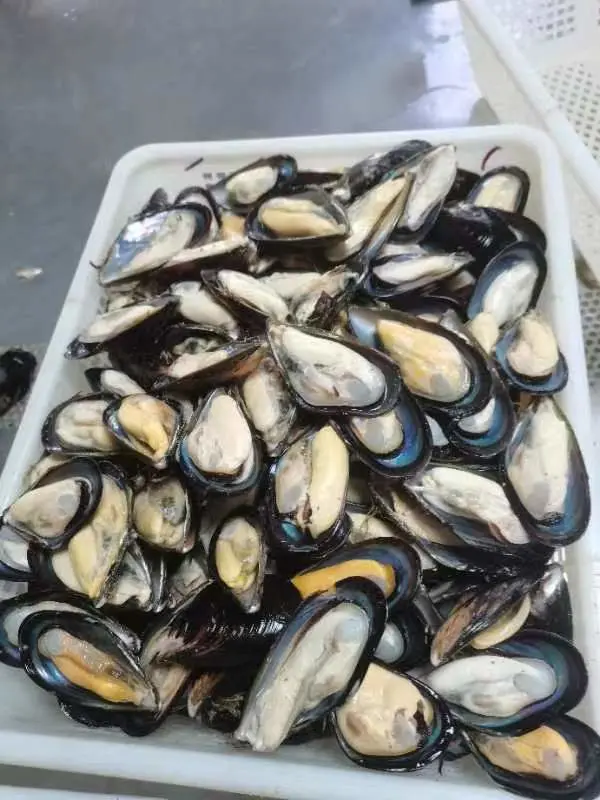 Fruits de mer surgelés moule à demi-coquille cuit aux mollusques