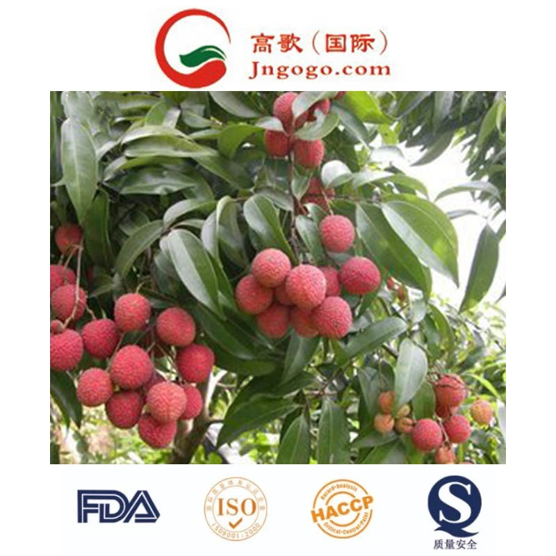 Whole Sale IQF Frozen Litchi and Frozen Fruits