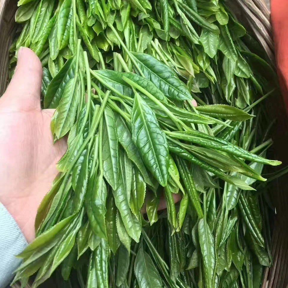 Organic China Green Tea Famous Tea Huangshan Taiping Houkui for Europe and America Market