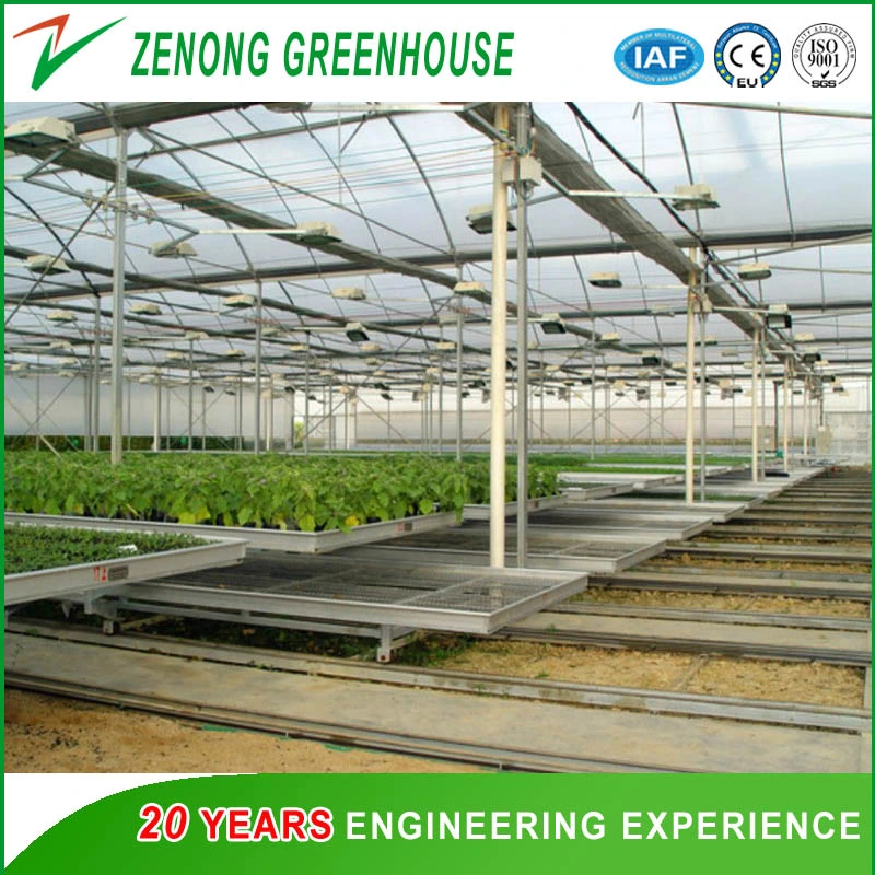 Low Cost Poly Film Greenhouse with Hydroponic Nft Growing System for Tomato and Lettuce