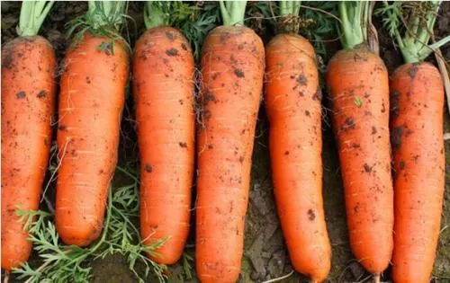Chine Vente en gros Grade a S/M/L Carrot frais